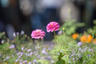 Pink zinnia flower in a summer meadow