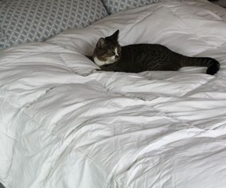 Camryn's cat testing out the Martha Stewart Down Comforter.