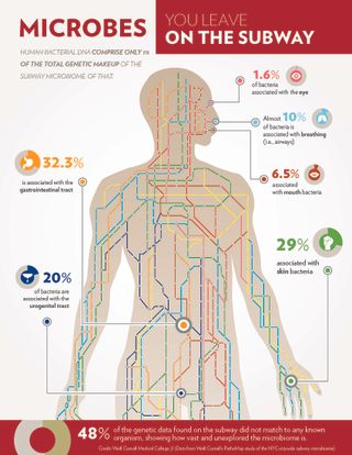 Infographic showing body-linked bacteria