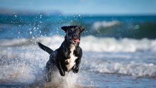 Dog running in the sea