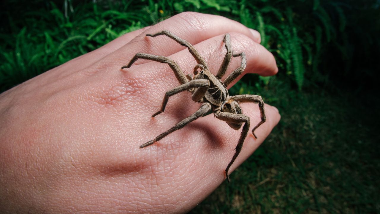A large brown spider on a man's hand