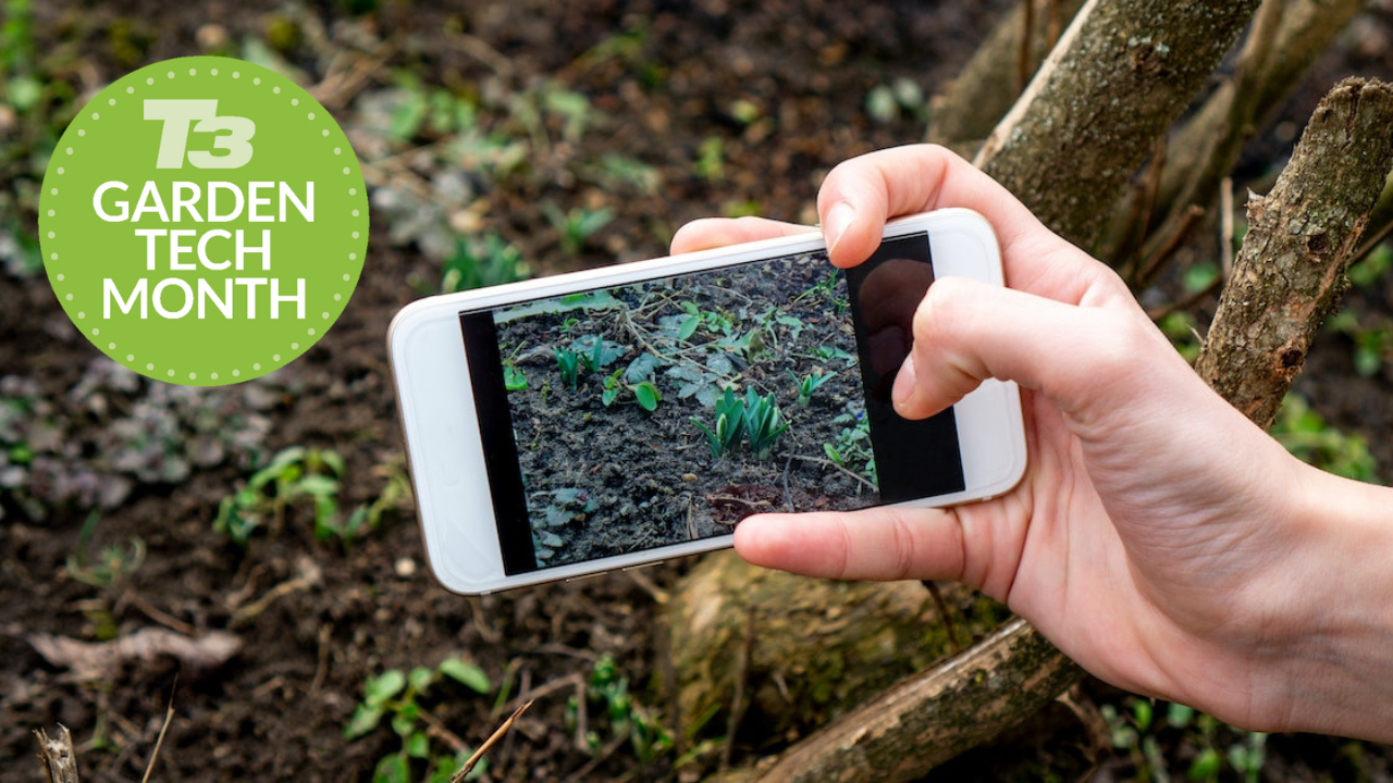 man identifying a plant with his phone