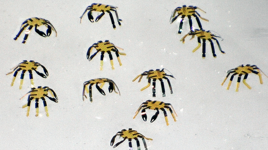 Group of robot crabs