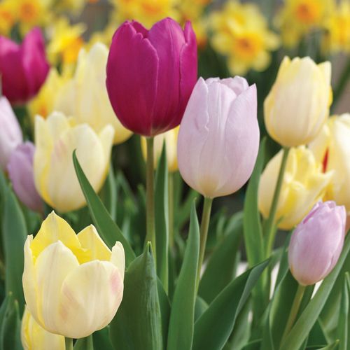 Early Prince Mix Tulip Bulbs