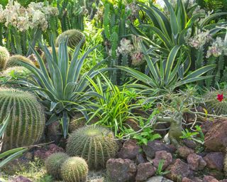 succulents and cacti growing in sandy garden