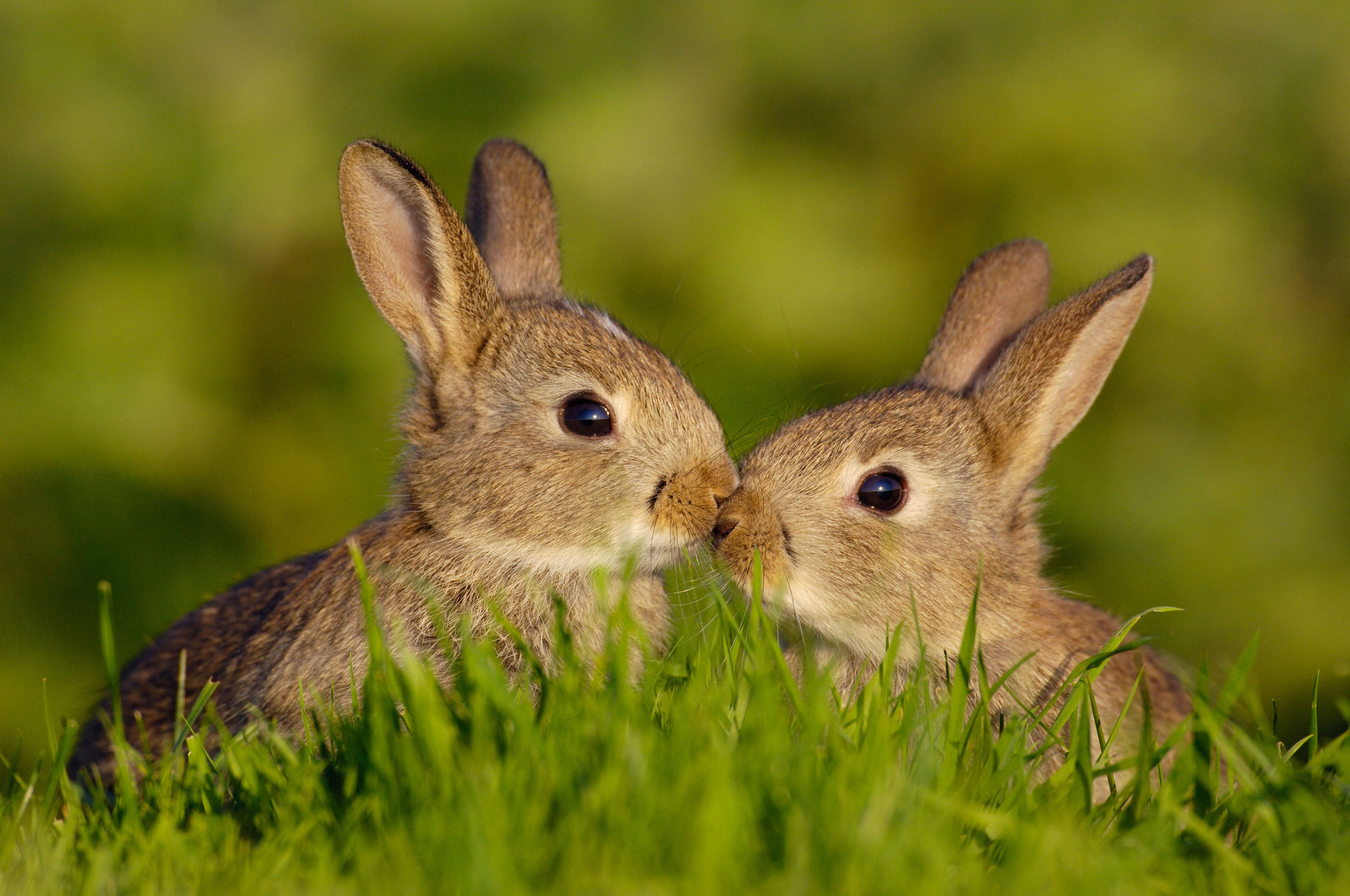 Rabbits in the grass kissing at springtime