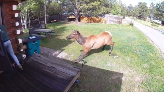 Elk charging couple in Colorado