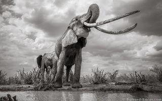elephant queen long tusks