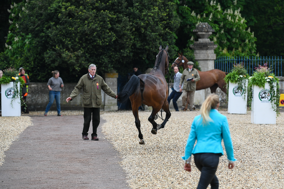 Badminton trot-up 2019