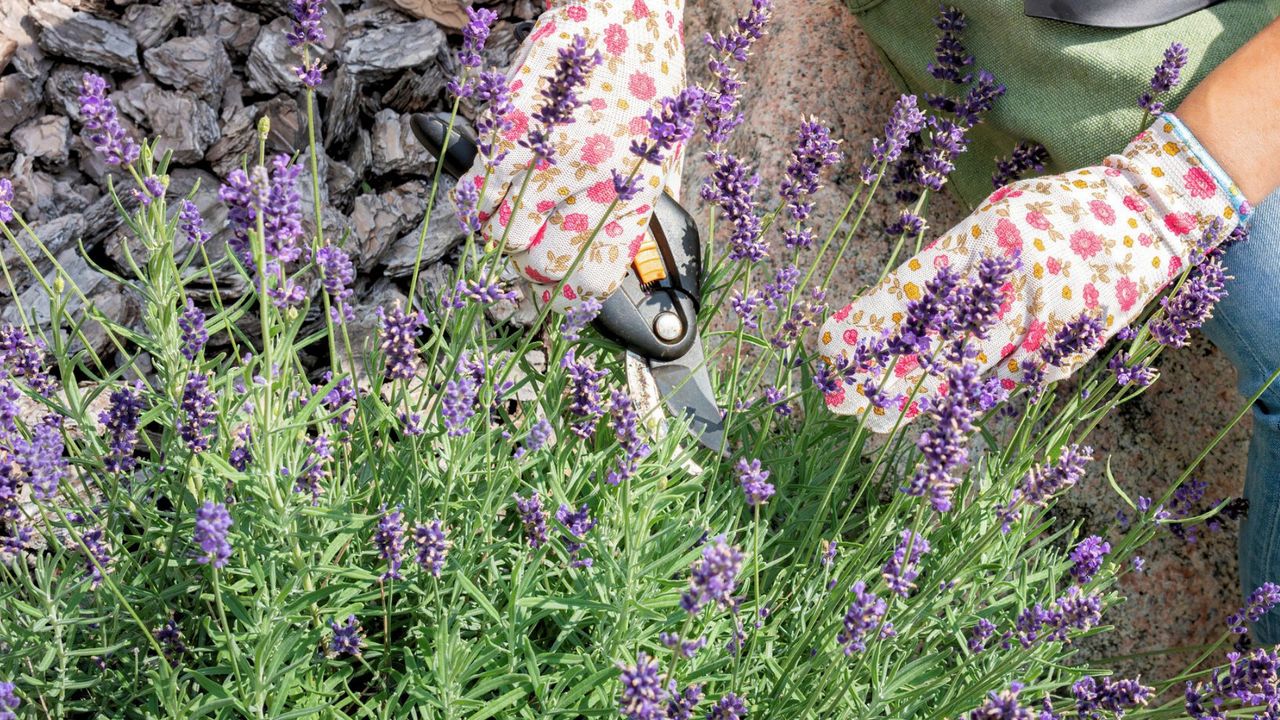 Pruning Lavender Plant