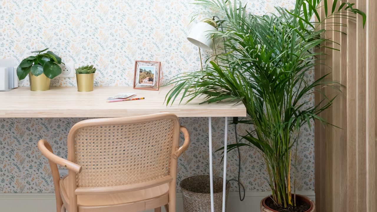 A home office with a light wood desk and chair and a large houseplant to the side