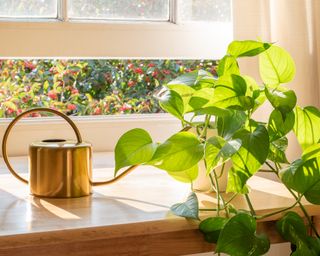 Golden pothos houseplant next to a watering can in a beautifully designed home interior.
