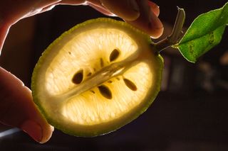 lemon with seeds