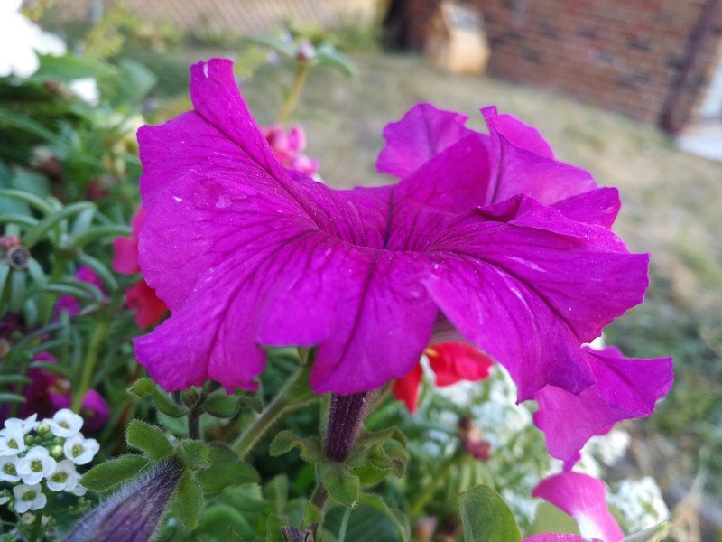 BlackBerry DTEK50 Camera sample