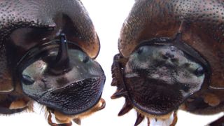 The Onthophagus beetles with the orthodenticle gene (left) and without it (right).
