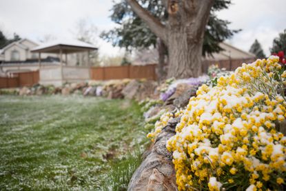 a garden covered in spring frost