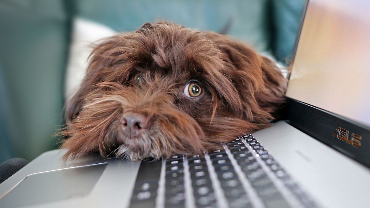 Smart collar for dogs monitors activity, providing clues to health and  wellness