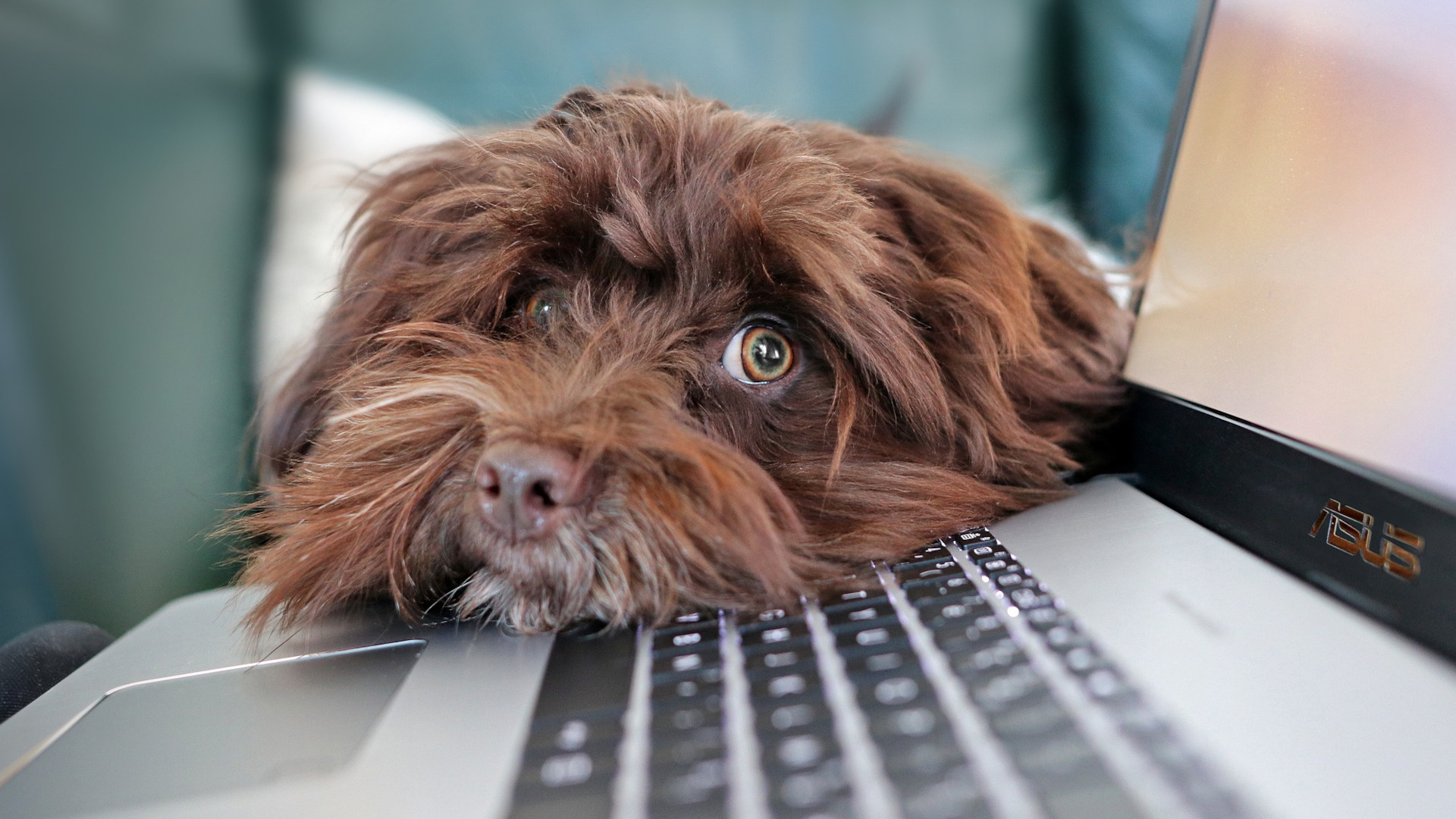 a dog resting on a keyboard