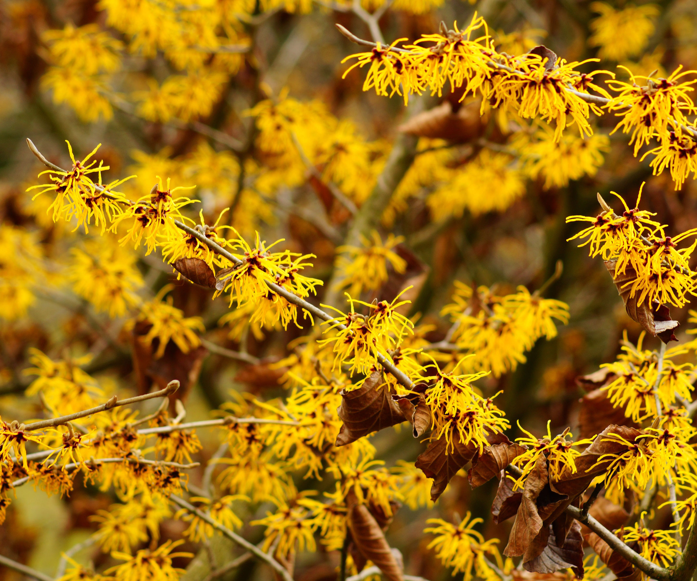 witch hazel tree with bright yellow flowers