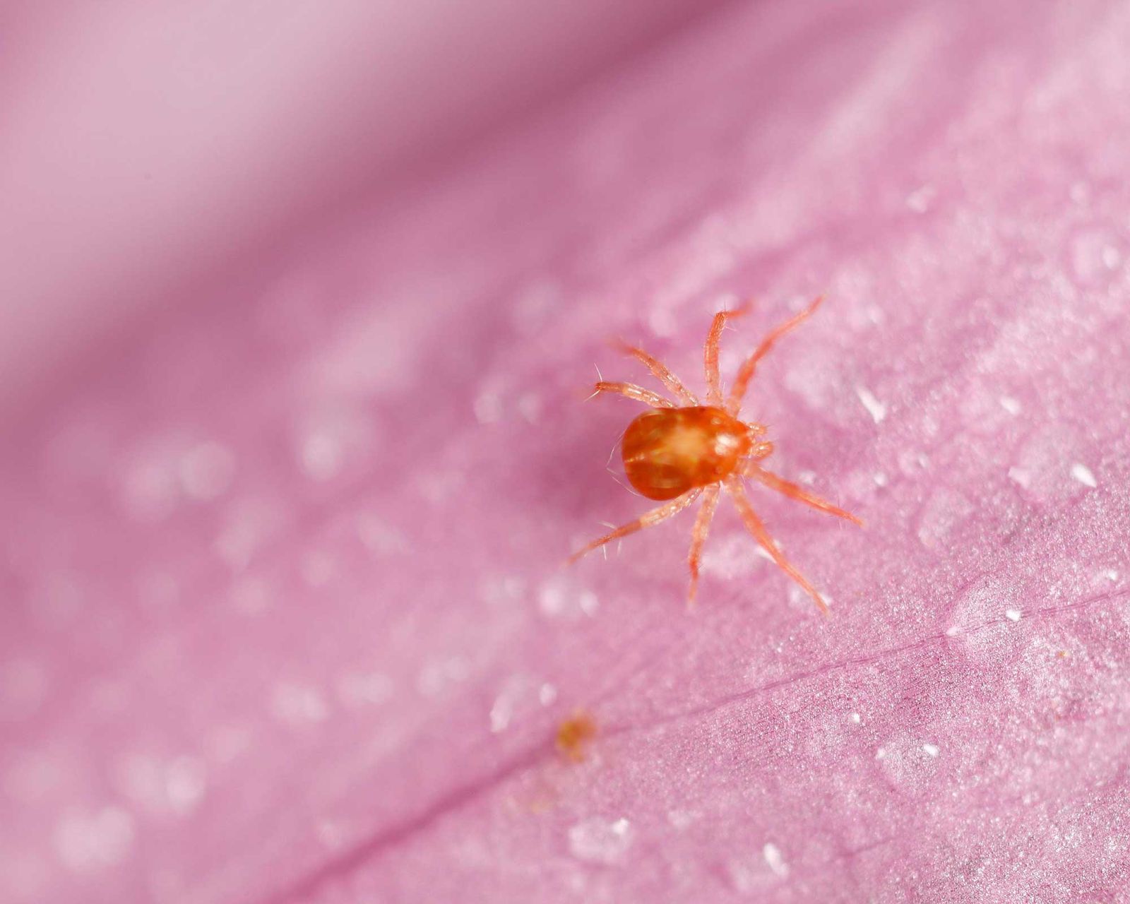 How to get rid of chiggers easy tips to beat the bugs Gardeningetc