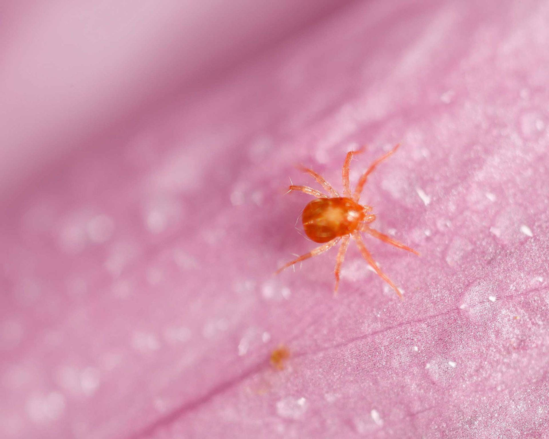 How to get rid of chiggers: easy tips to beat the bugs | Gardeningetc