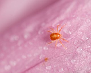 red chigger on pink petal