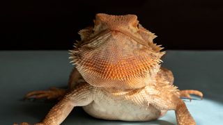 Bearded dragon