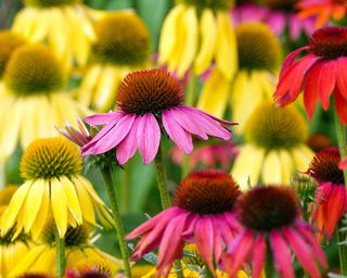 Cheyenne Spirit coneflowers