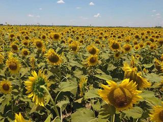 Sunflower Field, Gilliam