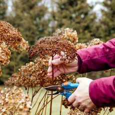 Woman pruning hydrangeas in fall