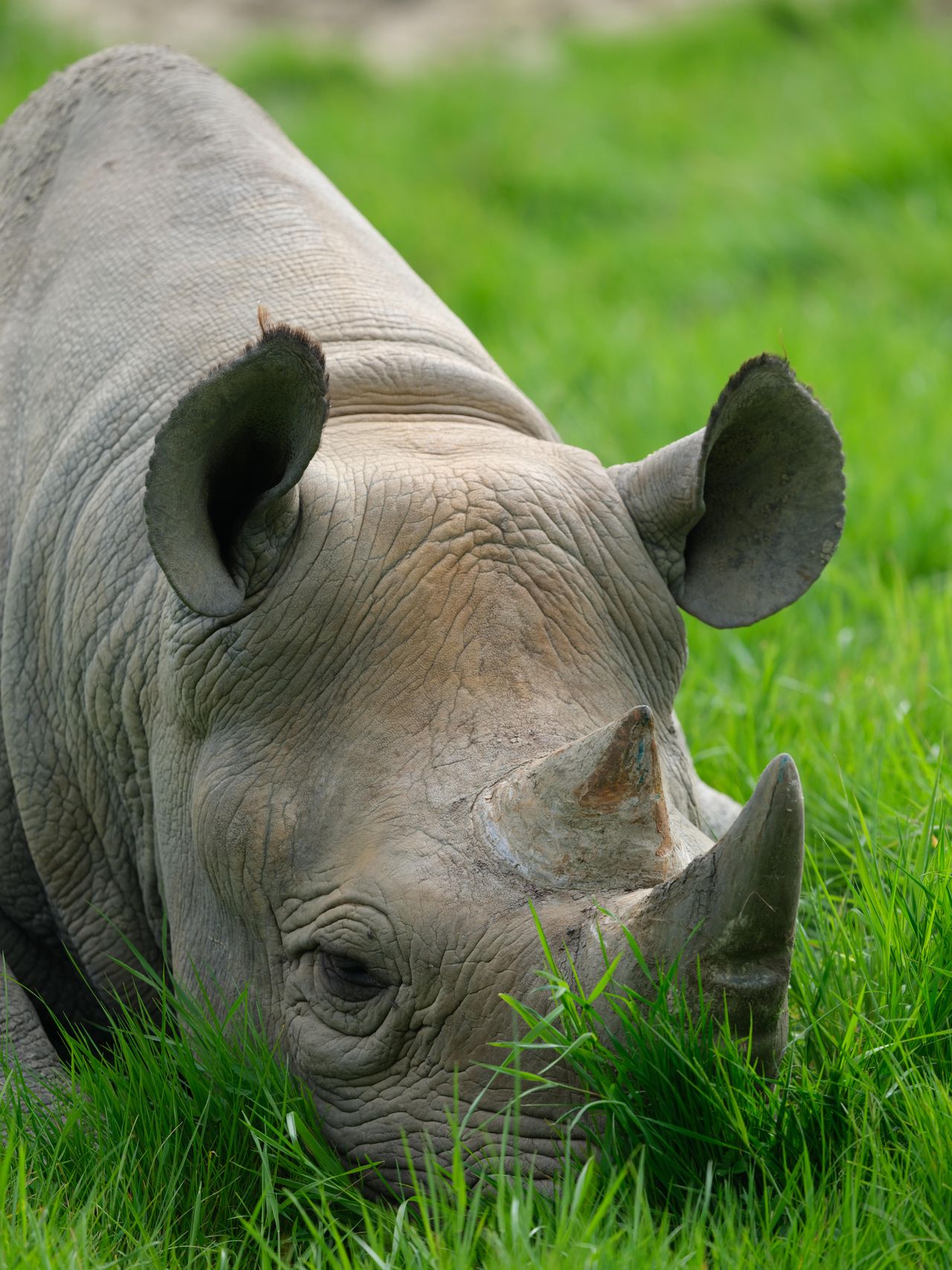 Portraits of animals shot on the Fujifilm GFX100S ii