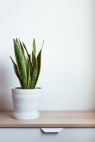 A snake plant in a white planter