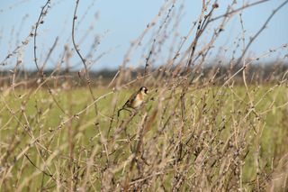 A goldfinch spotted in an English field