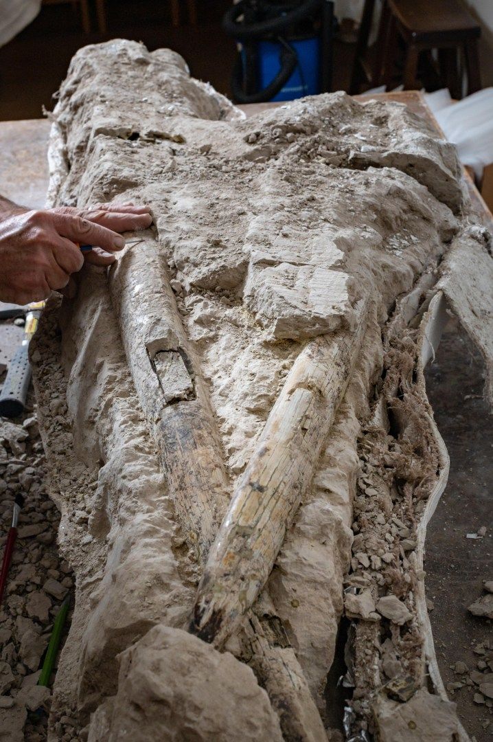 mastodon skull and tusks