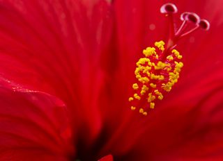 Pollen in a flower. 