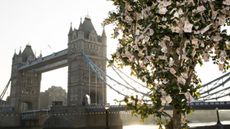 Money growing on trees by Tower Bridge, London
