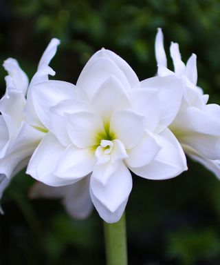 White Nymph amaryllis in bloom