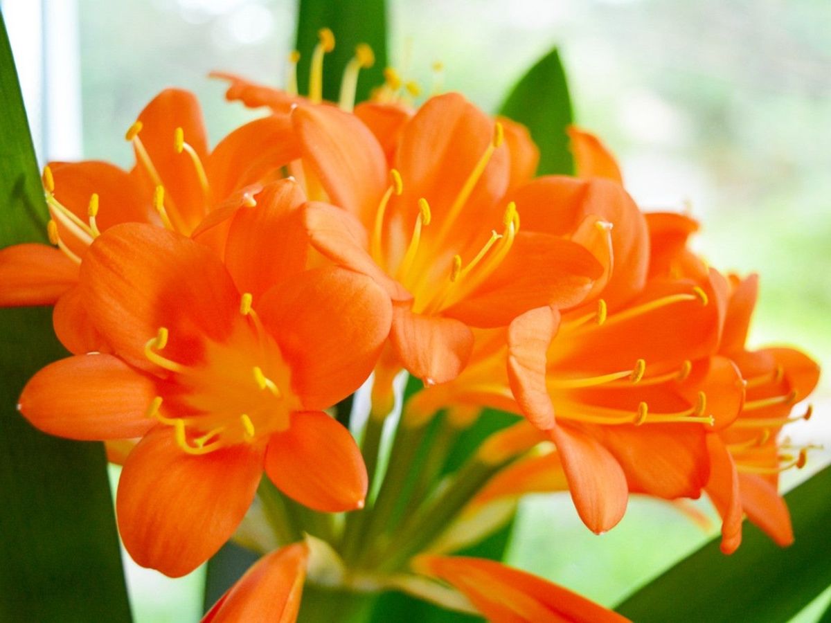  Orange Flowers