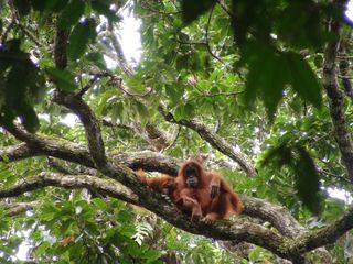 Orangutans in the trees.