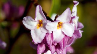 daphne adds colourful winter interest