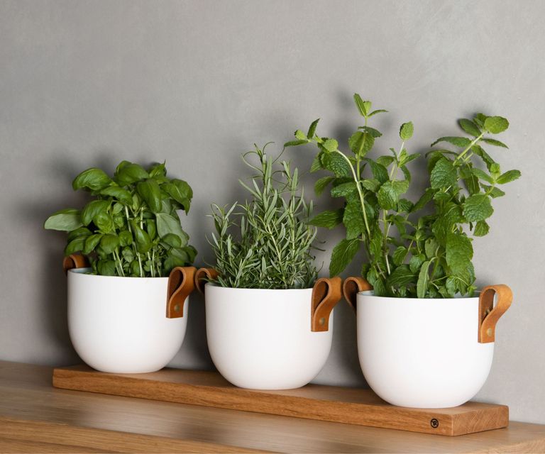 Plants to infuse subtle scents into your home