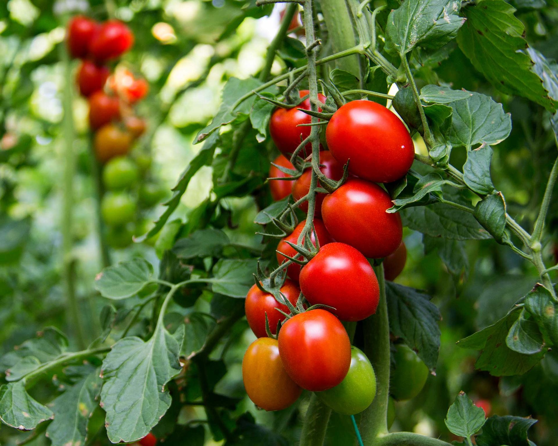 Штамбовые томаты. Томат великосветский f1. Помидоры рябиновый каскад. Помидор вв р а зрезе. Томат парниковое чудо.