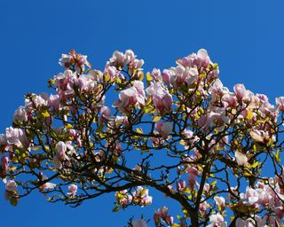 Saucer magnolia (Magnolia x soulangeana "Rustica Rubra") in bloom