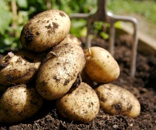 A harvest of potatoes lifted out of the ground with a fork