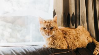 an orange cat lies on the top of a couch next to a window