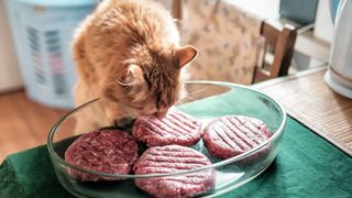 Cat sniffing a dish of raw burgers