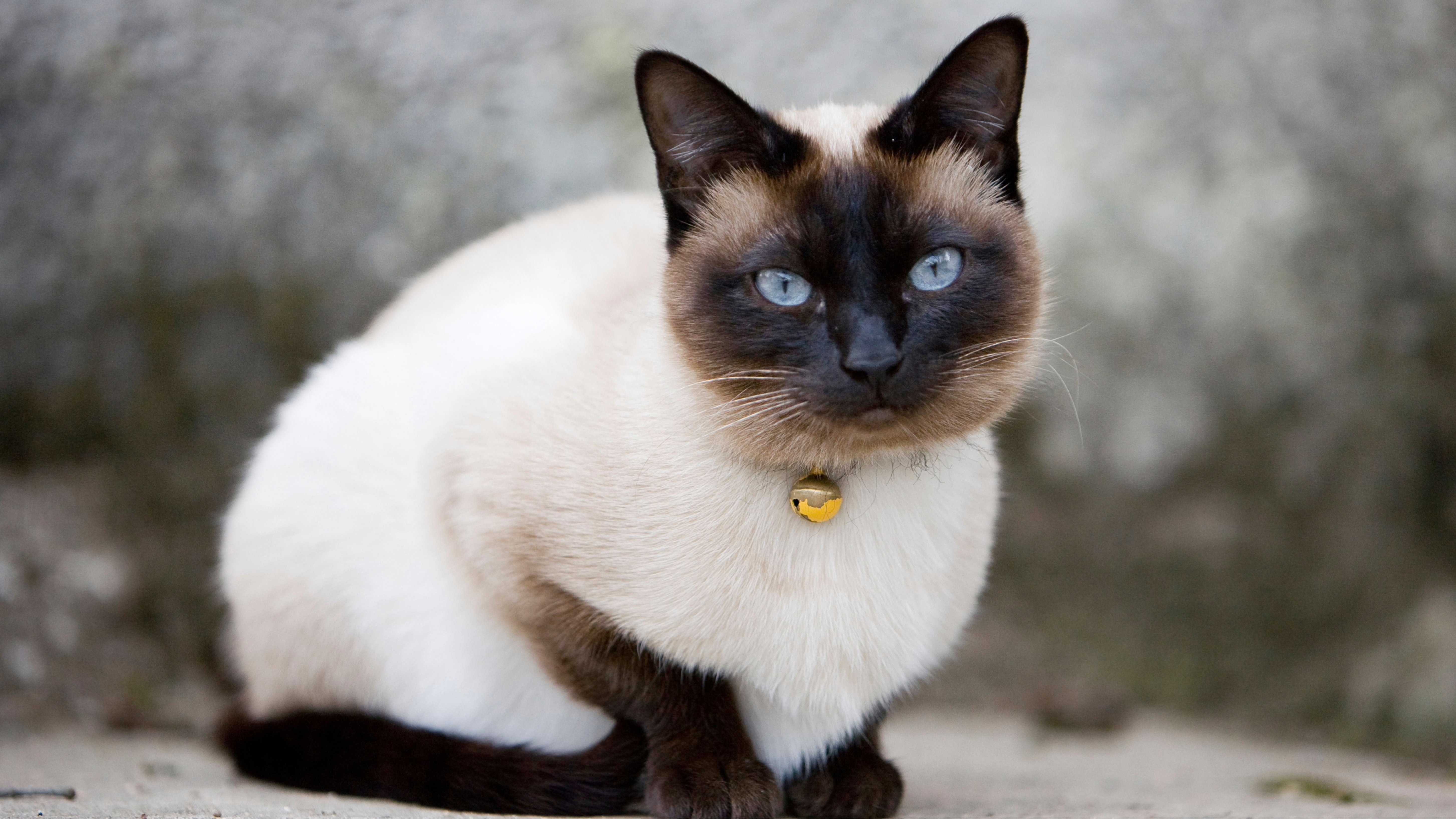 Siamese cat