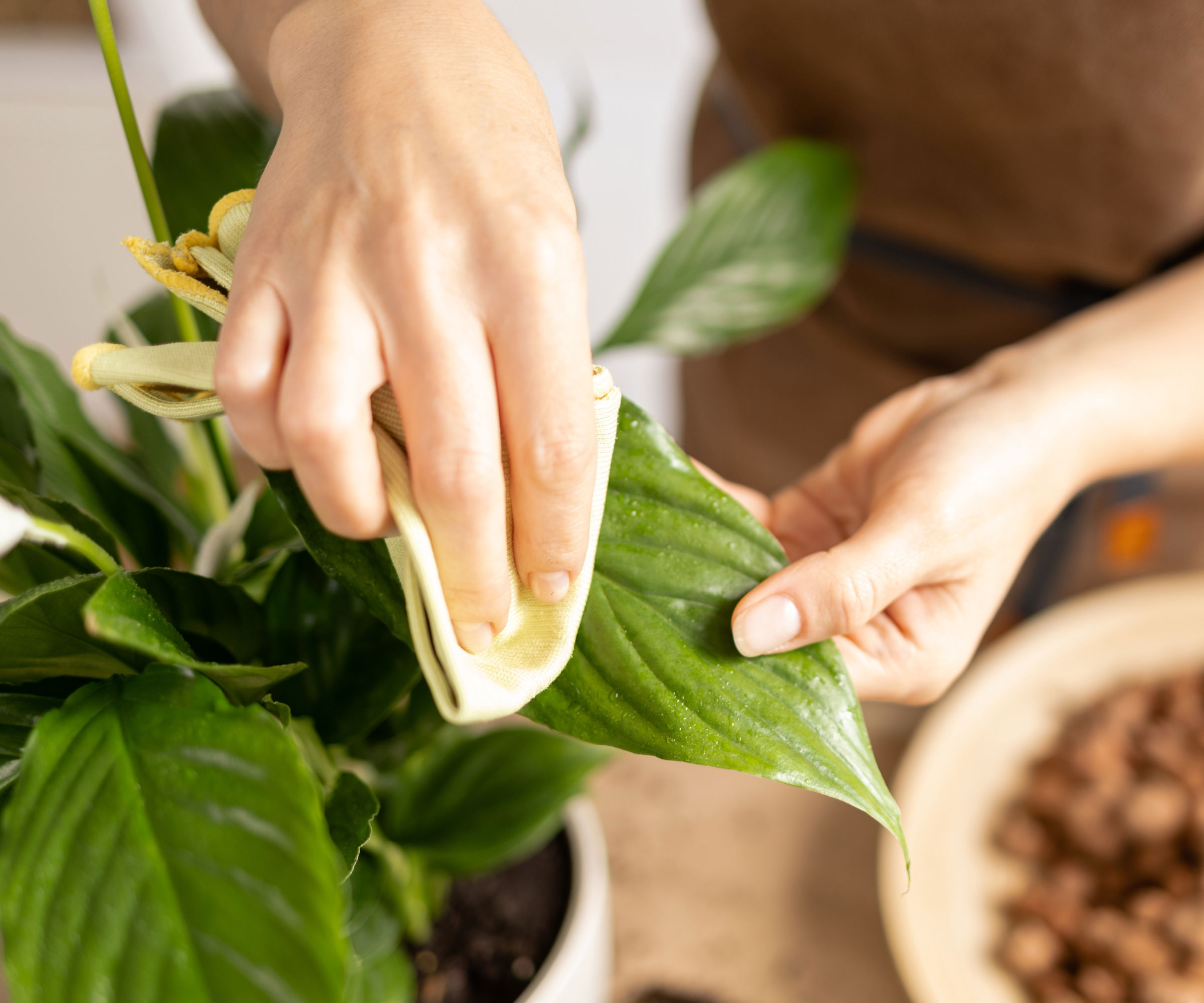 wiping peace lily leaves with cloth
