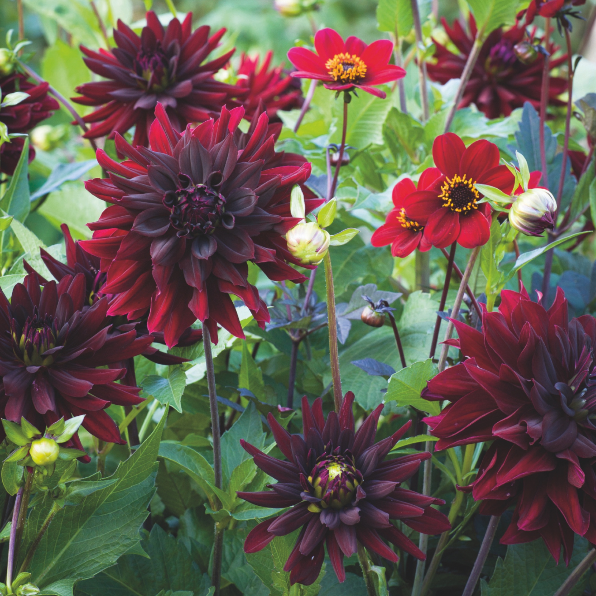 Rip City dahlia