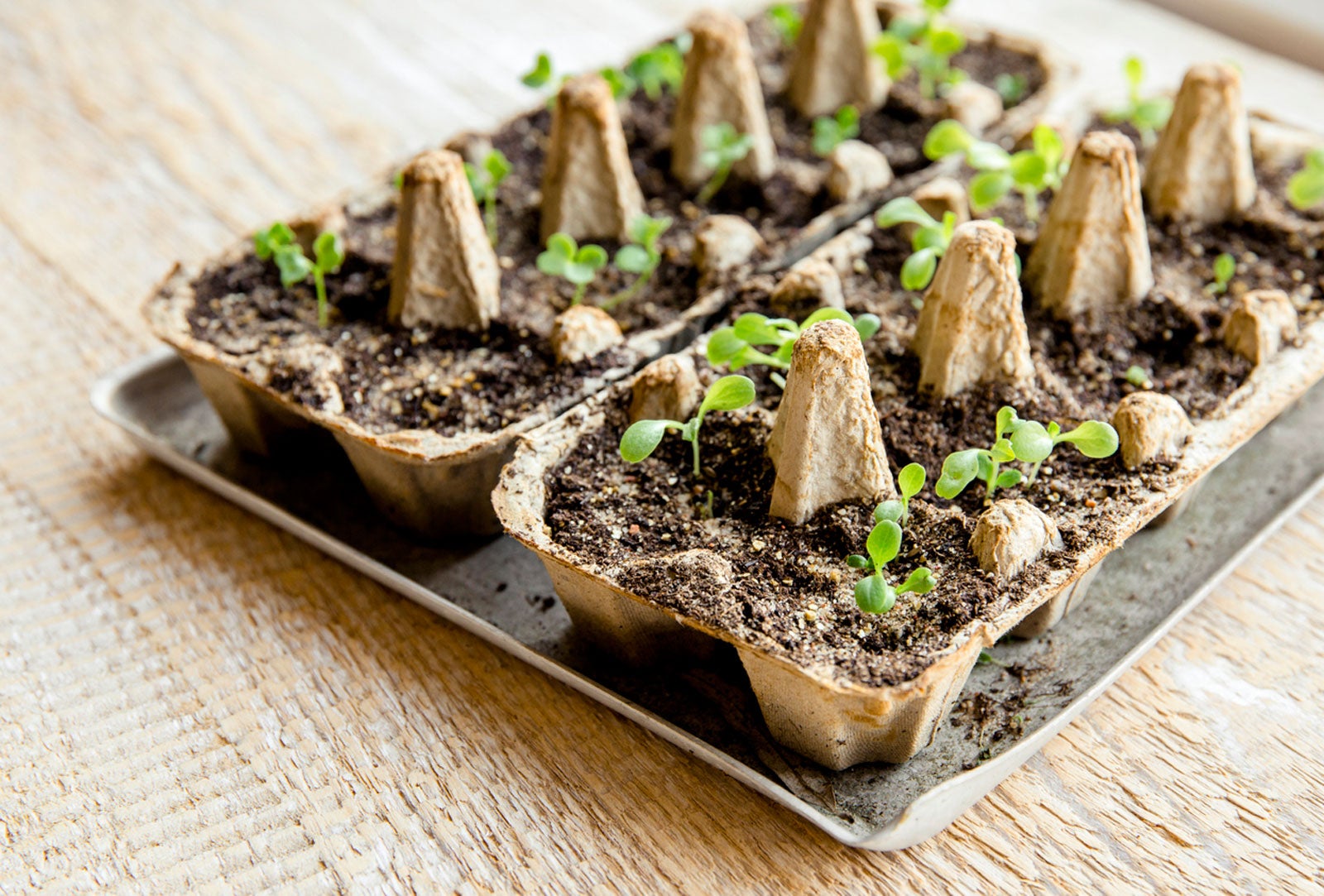 Starting Seeds In An Egg Carton – How To Use Egg Cartons For Seeds